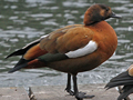 Ruddy Shelduck x Australian Shelduck hybrid